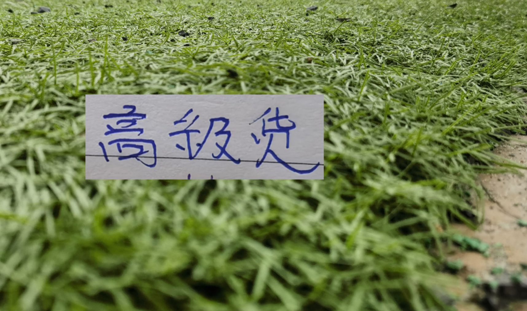 新球体育-中超前7轮五大宝藏引援！领头羊+有马莱莱大连 都成功捡漏